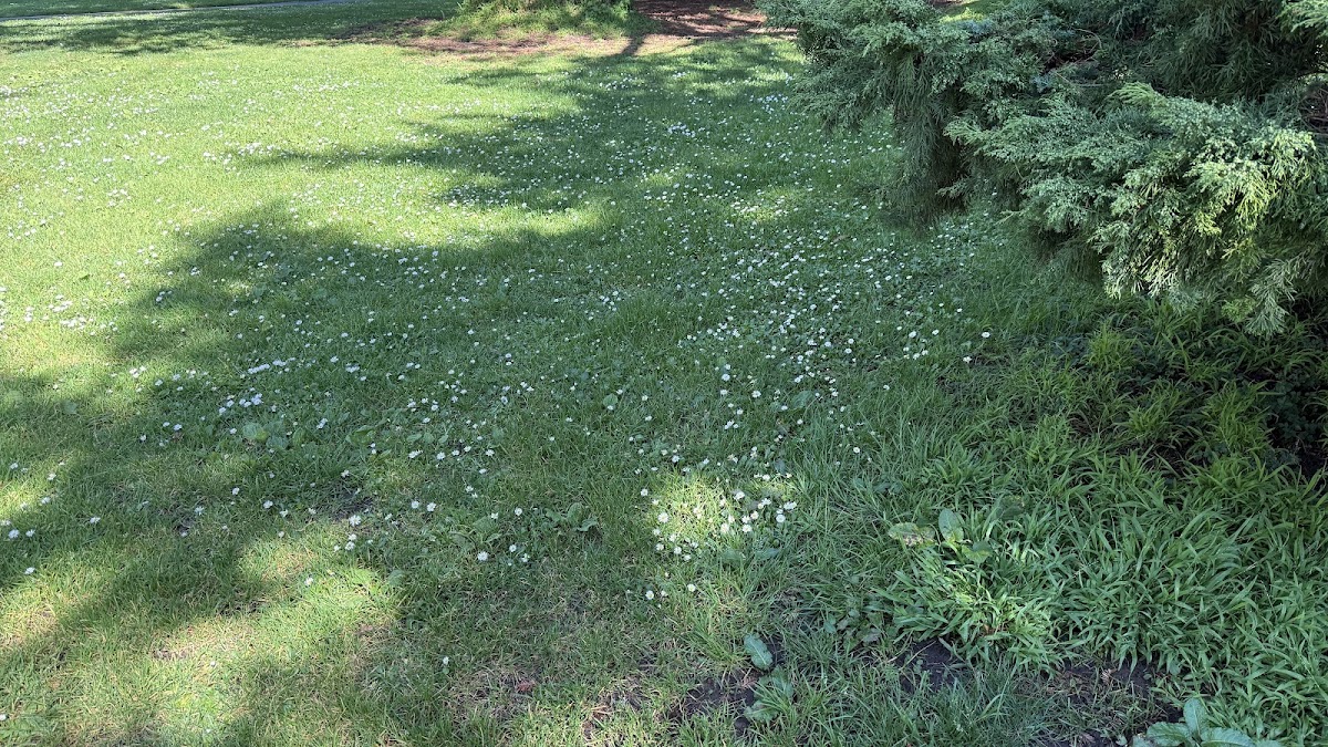 Green garden lawn and planting beds