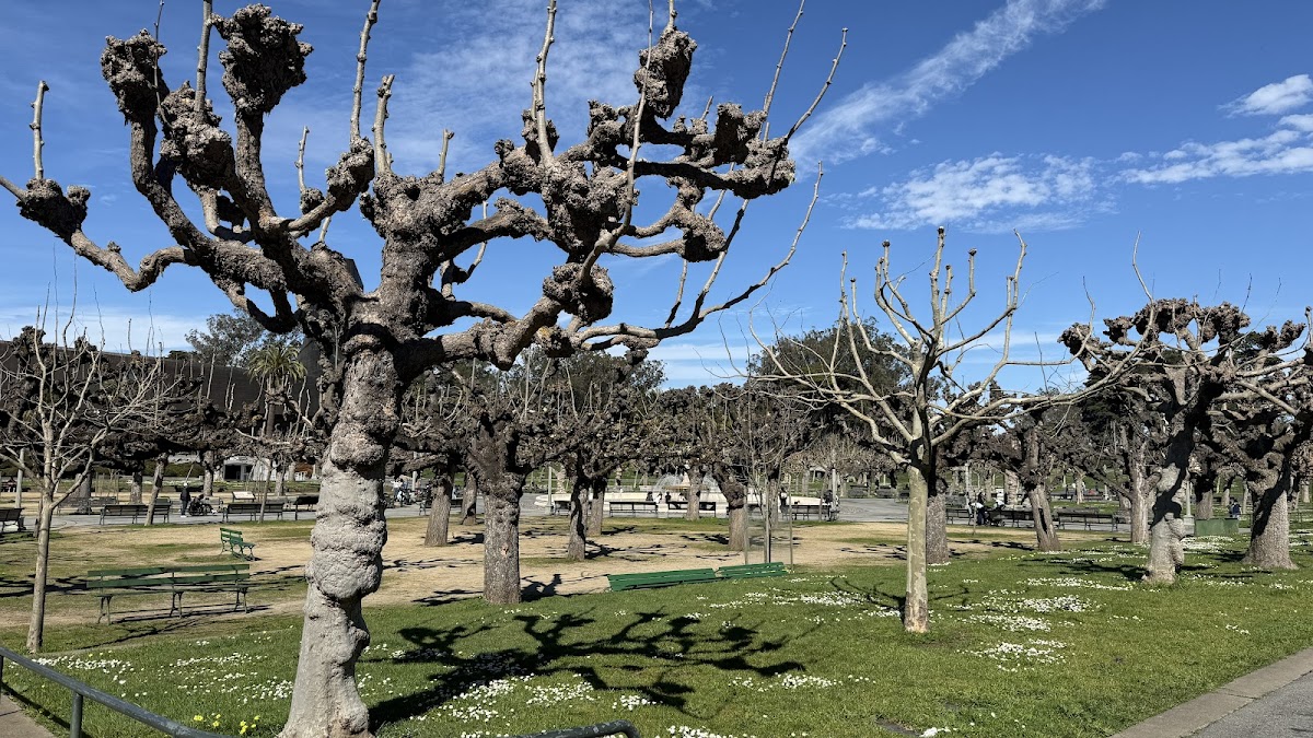 Rows of pruned trees in an orchard