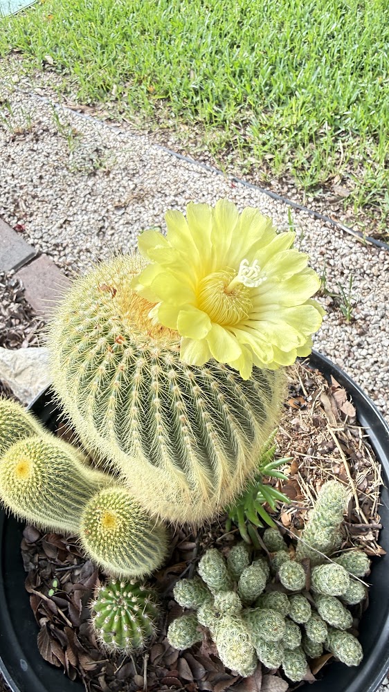 Flowering cactus in the garden