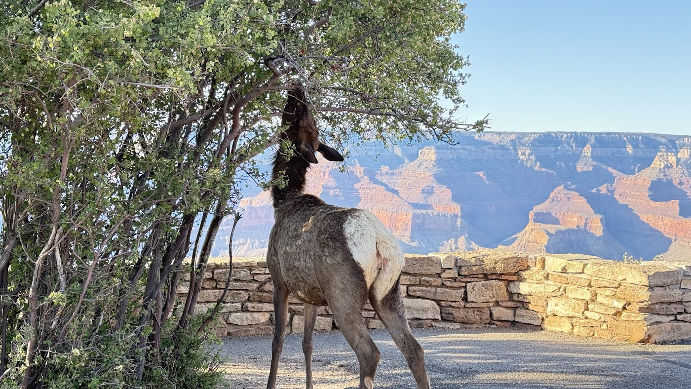 Grand Canyon trail scene