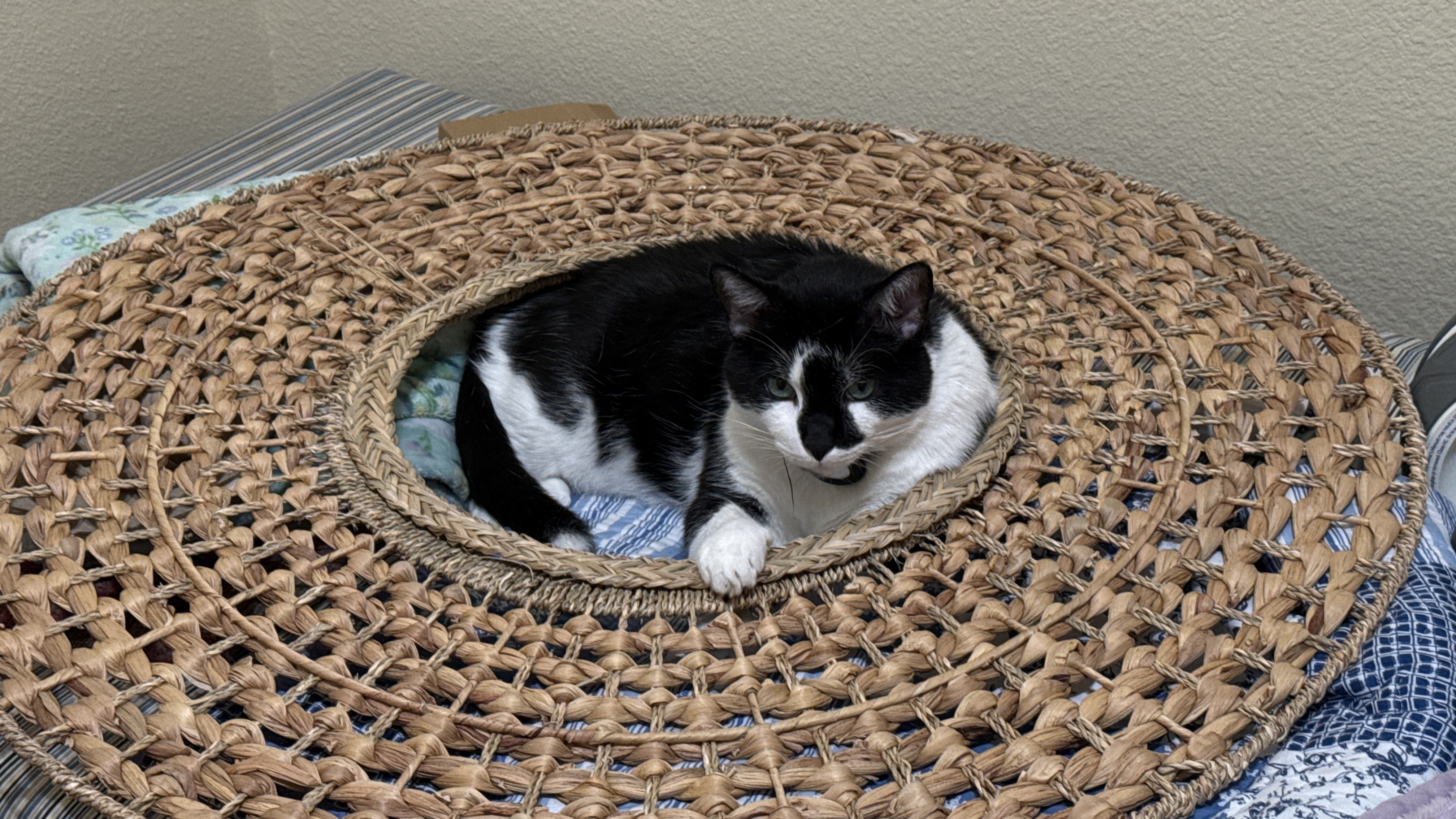 Alex Parker, a tuxedo cat resting in a woven basket